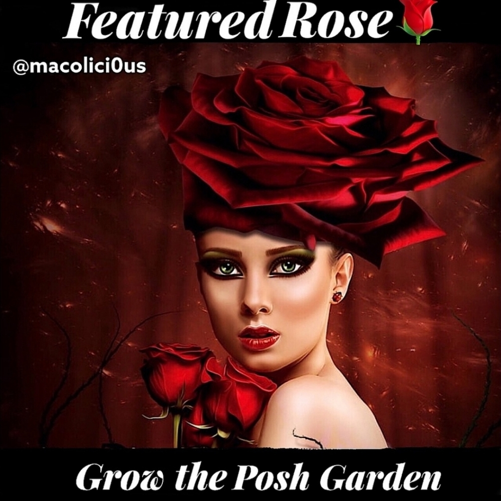 🥀My closet is FEATURED TODAY 10/29-10/30 on Grow Your Posh Garden🥀